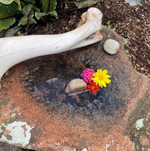 Find an array of Herbal Misc products by Singing Springs Botanicals, connecting you to nature's wonders.