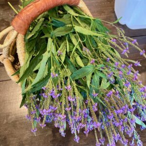 Discover Herbal Liniments from Singing Springs Botanicals, your source for natural pain relief.