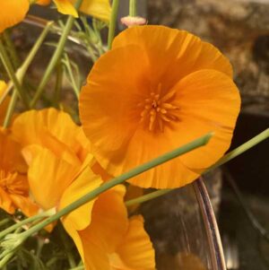 Experience the healing power of Singing Springs Botanicals Tinctures, Elixirs & Glycerites.