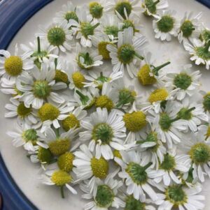 Singing Springs Botanicals Honey & Ciders: Pure, natural delights to savor.