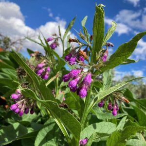 Discover a diverse selection of Organic Herbal Misc products from Singing Springs Botanicals, available to shop online.