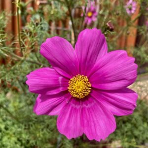 Find pain relief solutions with Organic Herbal Liniments by Singing Springs Botanicals - shop online for the best options.