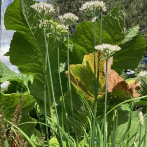 Shop online for a variety of Organic Herbal Aromatherapy products from Singing Springs Botanicals, perfect for relaxation.
