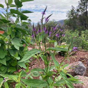 Embrace holistic health with Organic Herbal Internal Remedies by Singing Springs Botanicals - now available for you to buy online.