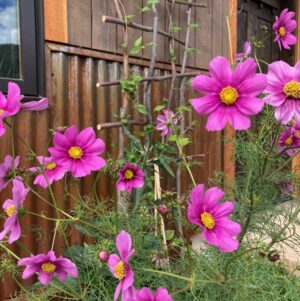 Find a diverse range of Organic Herbal Misc products from Singing Springs Botanicals, ready for you to buy online and enjoy.