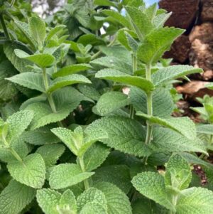 Discover the natural power of Organic Herbal Tinctures, Elixirs & Glycerites by Singing Springs Botanicals, promoting organic wellness.