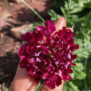 Embrace Organic Herbal Internal Remedies by Singing Springs Botanicals, the organic path to holistic health.