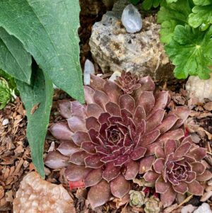 Find an array of Organic Herbal Misc products by Singing Springs Botanicals, connecting you to nature's best.