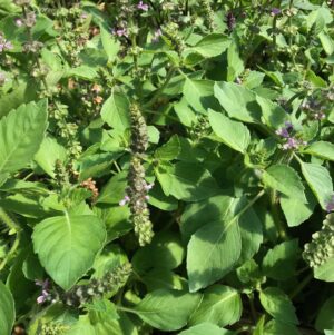 Herbal Powders & Rasayanas by Singing Springs Botanicals, offering vitality and well-being.