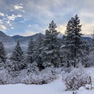 Herbal Cold & Flu remedies from Singing Springs Botanicals: nature's way to recovery and immunity.