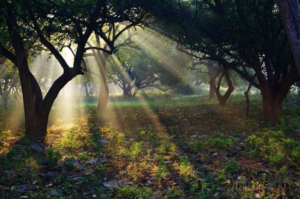 Find calm with Singing Springs Botanicals' Anxiety Ease Elixir - a soothing internal remedy.